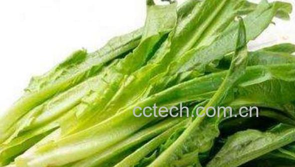 油麦菜的功效与作用-0