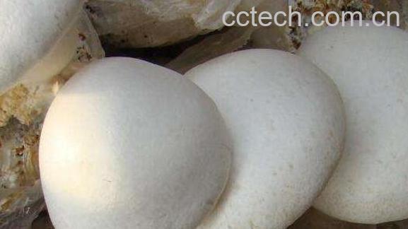 白灵菇怎么吃 白灵菇的食用方法-1