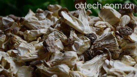 干白灵菇的功效与作用-0