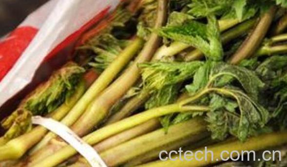 苦乐芽怎么做 苦乐芽的食用方法-0