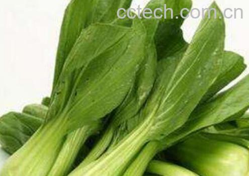 小油菜的功效与作用 小油菜的禁忌-1