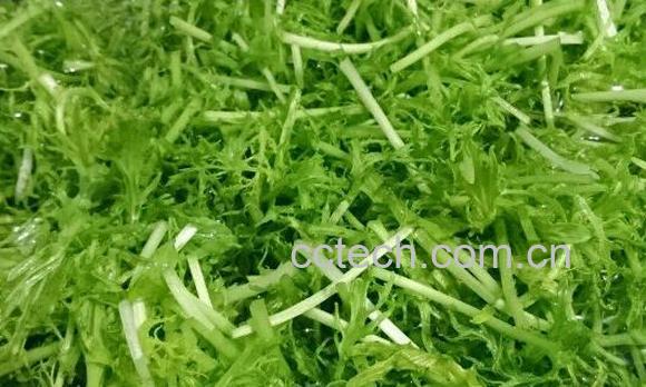 银丝菜的功效与作用-0