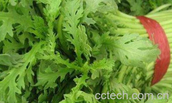 野茼蒿的功效与作用 野茼蒿怎么吃-0