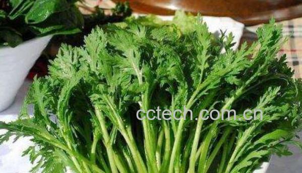 野茼蒿的功效与作用 野茼蒿怎么吃-1