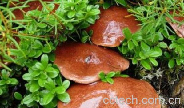 红乳牛肝菌的功效与作用-0