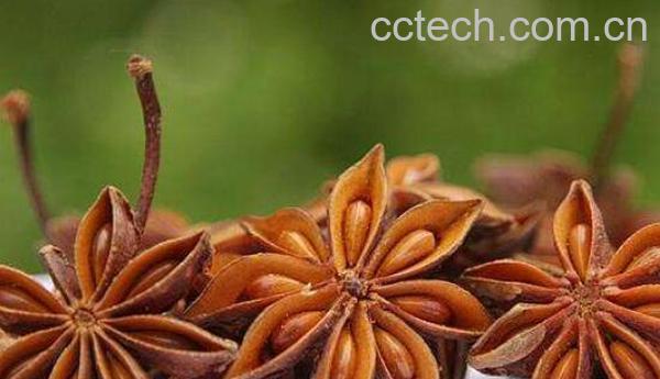 八角煮水的功效与作用及禁忌-1