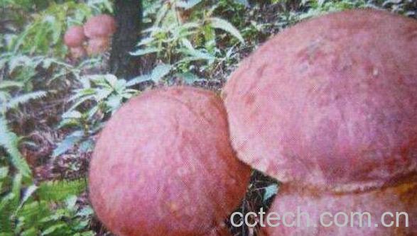 红乳菌的功效和作用-0