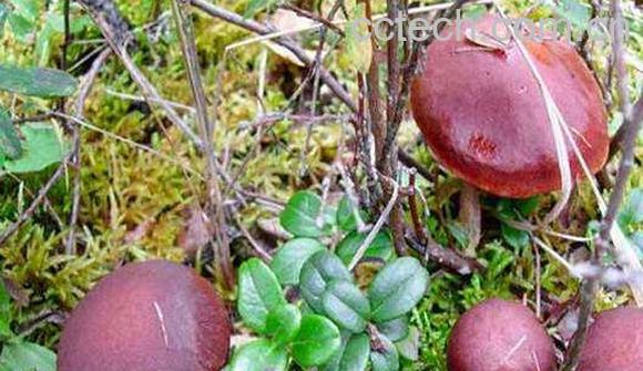 红乳菌的功效和作用-1