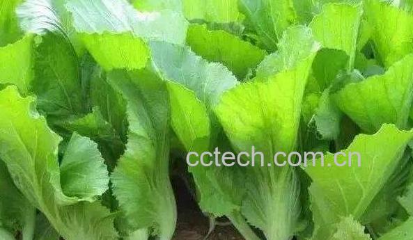 野生芥菜的功效和作用-1