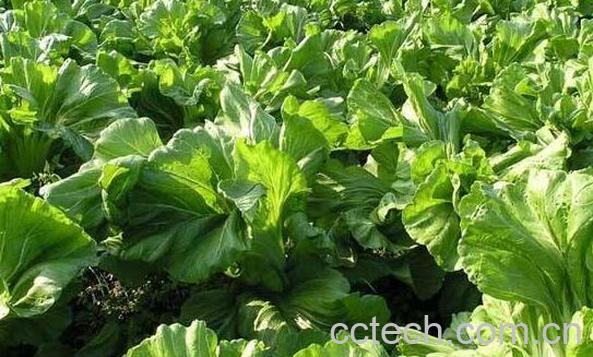 野生芥菜的功效和作用-0