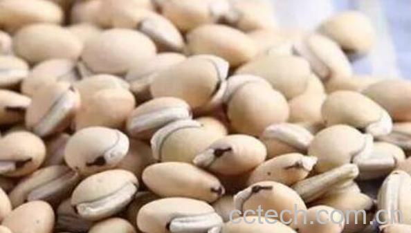  白扁豆的药用价值 白扁豆的副作用-0