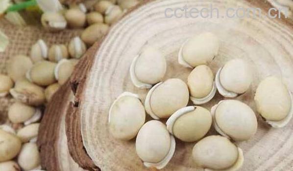  白扁豆的药用价值 白扁豆的副作用-1