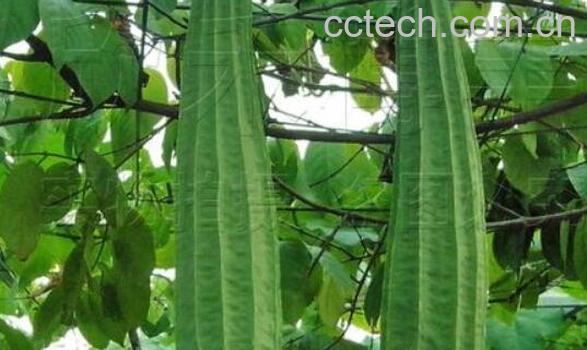 八角丝瓜的功效与作用-1