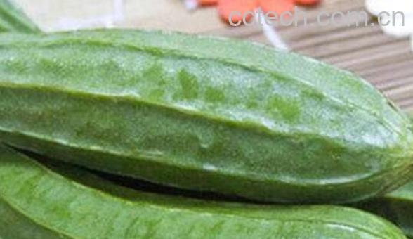 八角丝瓜的功效与作用-0