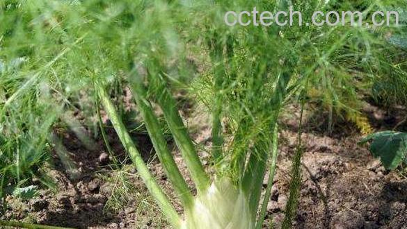 茴香根的功效与作用 茴香根的副作用与禁忌-0