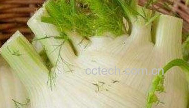 茴香根的功效与作用 茴香根的副作用与禁忌-1