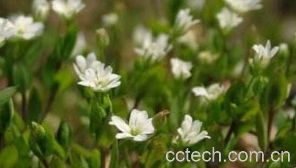 荠菜花的功效与作用 荠菜花的副作用-1