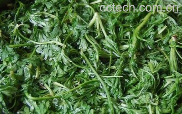 荠菜泡水的功效与作用-1