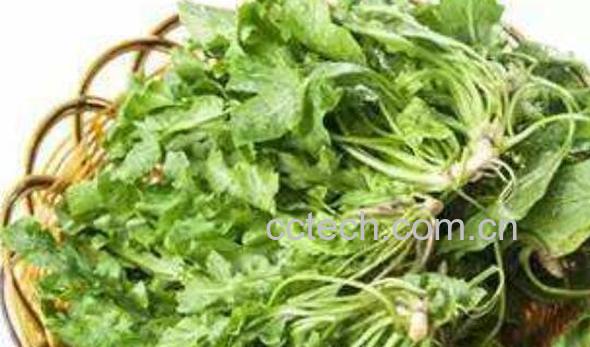 荠菜泡水的功效与作用-0