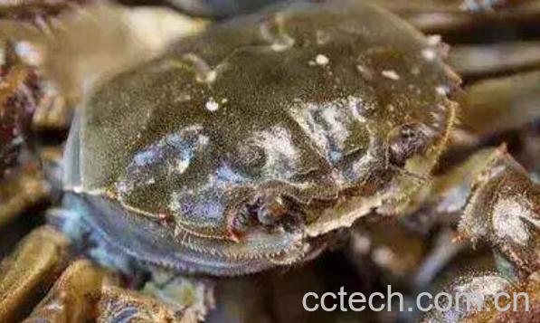 当天死掉的螃蟹能吃吗 吃了死螃蟹怎么解毒-0