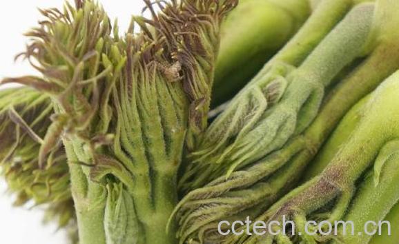 苦乐芽怎么做好吃 吃苦乐芽的好处-0