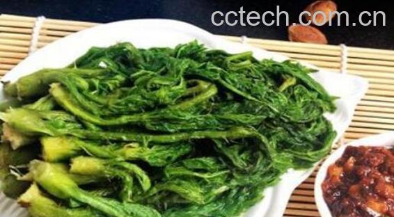 苦乐芽怎么做好吃 吃苦乐芽的好处-1