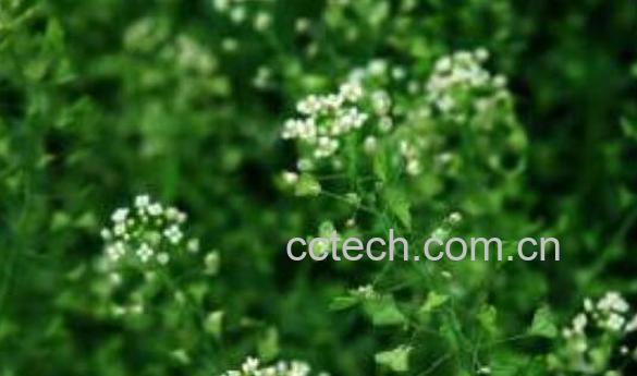 荠菜花的功效与作用-1