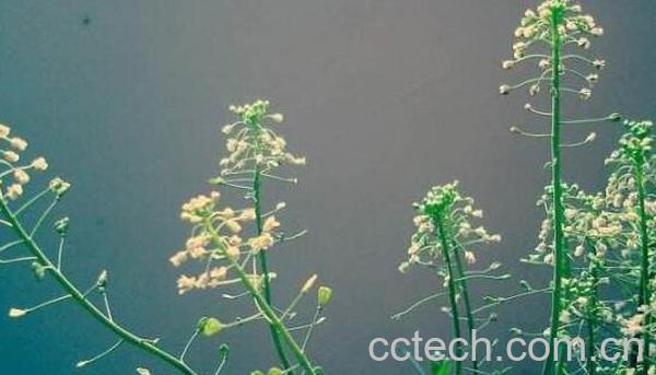 荠菜花的功效与作用-0