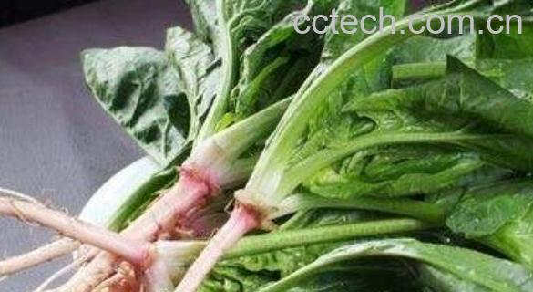 菠菜根的功效与作用及禁忌-0