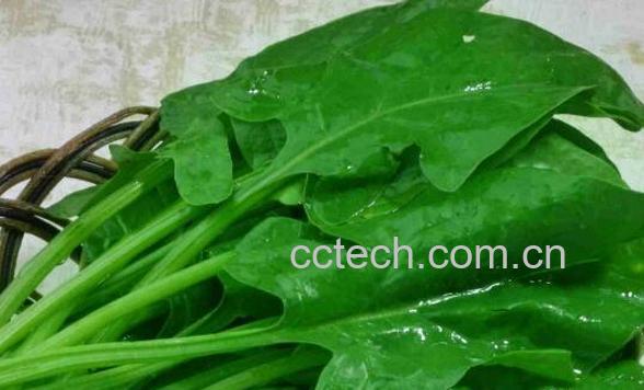 菠菜头的功效与作用-0