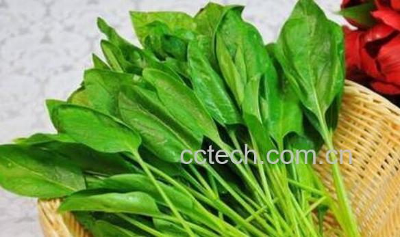 菠菜头的功效与作用-1