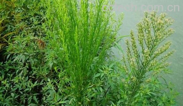 小蓬草怎么吃 小蓬草的食用方法-0