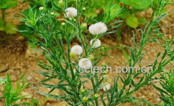 小蓬草怎么吃 小蓬草的食用方法-1