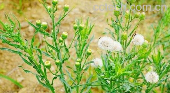 野塘蒿的功效与作用 野塘蒿的副作用与禁忌-1