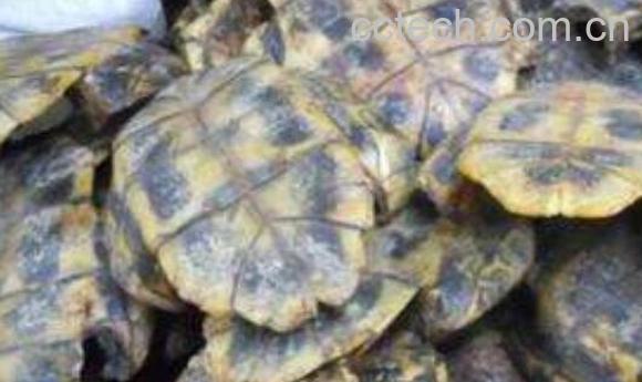 龟甲的功效与作用及食用方法-0