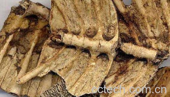 龟甲的功效与作用及食用方法-1