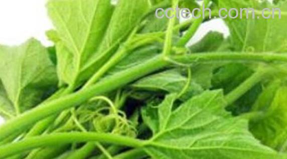 南瓜须的功效与作用 吃南瓜须的好处-0