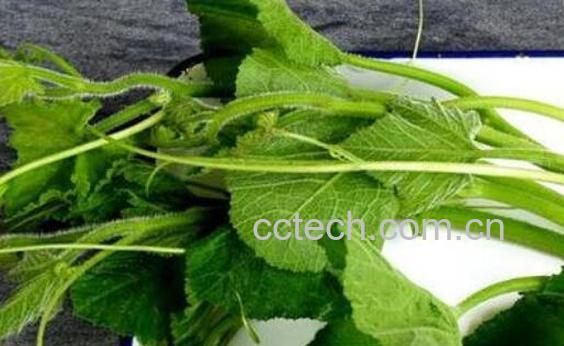 南瓜须的功效与作用 吃南瓜须的好处-1