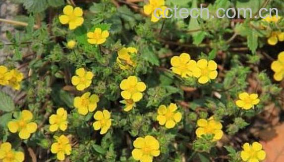 委陵菜的功效与作用 委陵菜的副作用-0