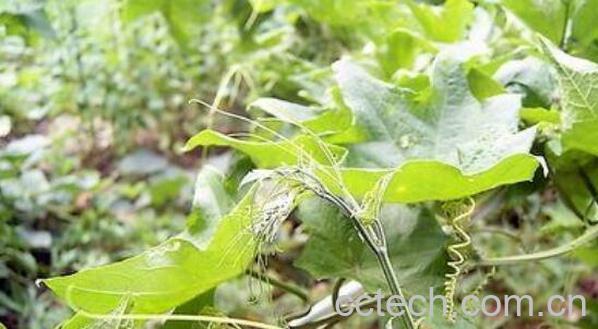 南瓜须水的功效与作用-1