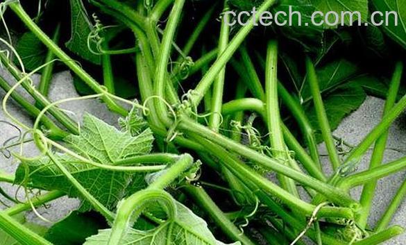 南瓜须水的功效与作用-0