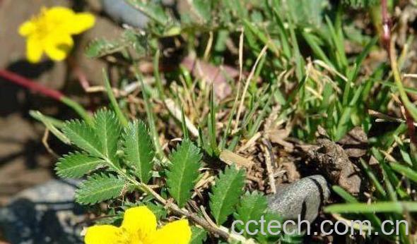 委陵菜的功效与作用 委陵菜的副作用-1