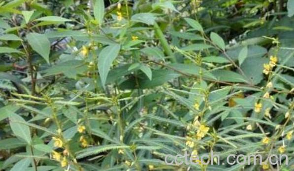 山扁豆的功效与作用 山扁豆的药用价值-1