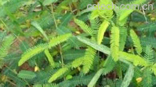 山扁豆的功效与作用 山扁豆的药用价值-0