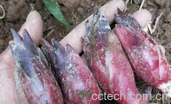 野生姜的功效与作用-0