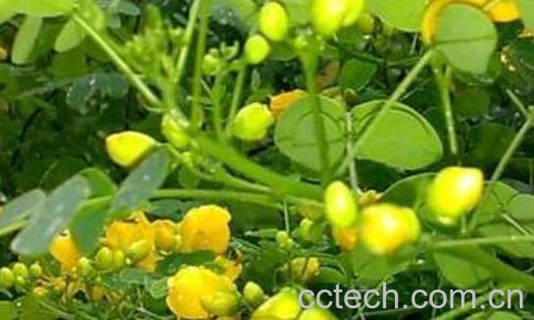 山扁豆怎么做好吃 山扁豆的做法大全-0