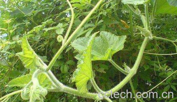 南瓜须菜的功效与作用-0