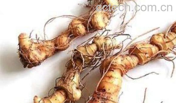 野生姜的功效与作用-1