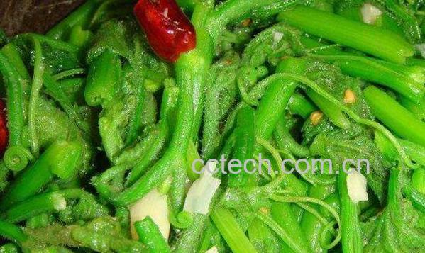 南瓜须菜的功效与作用-1