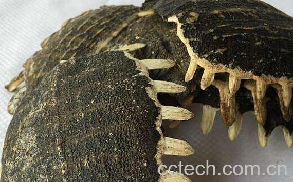 鳖甲怎么吃 鳖甲的食用方法-0